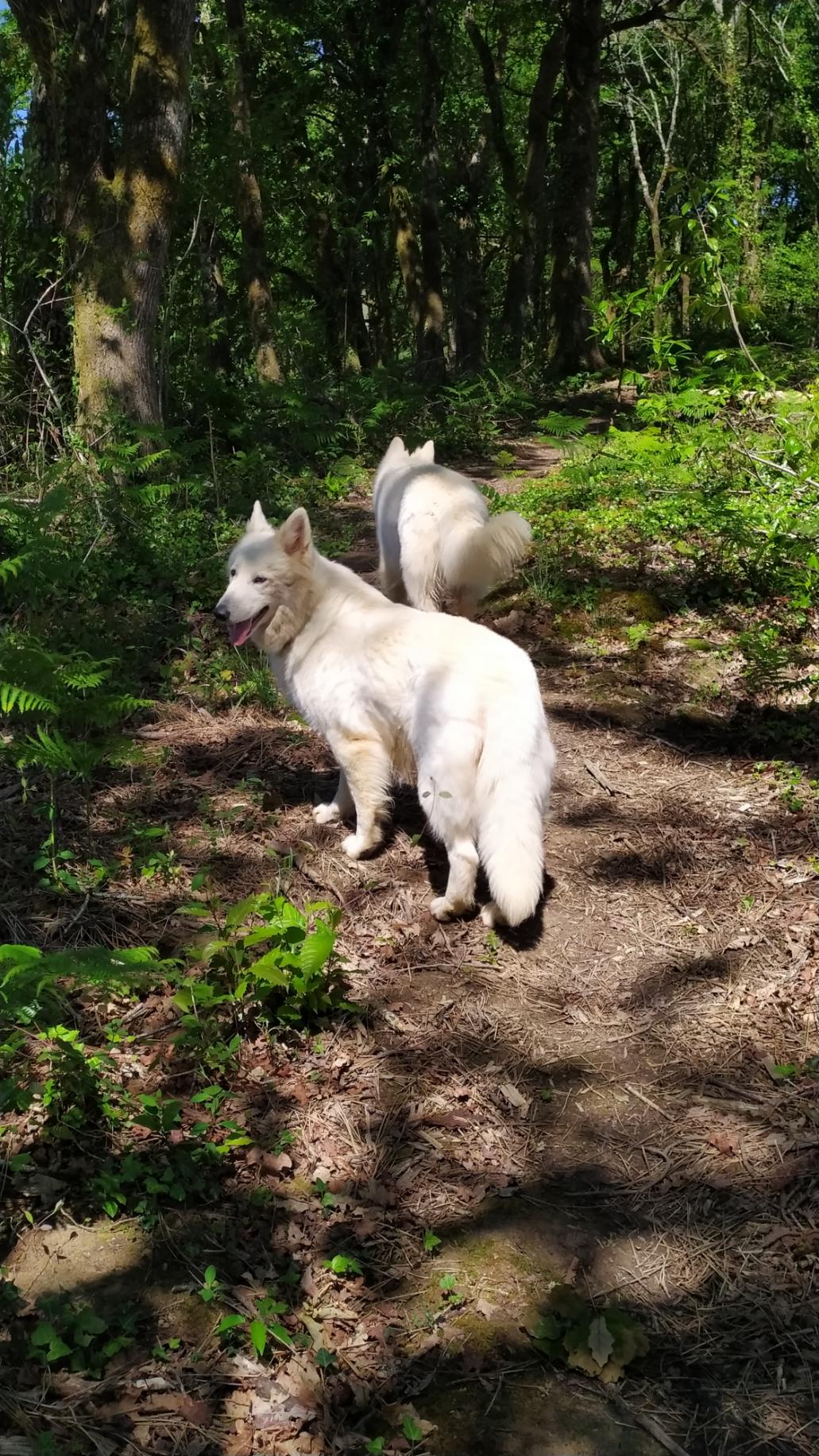 berger-blanc-suisse-femelle